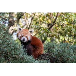 entrée tarif CE parc animalier d'Auvergne